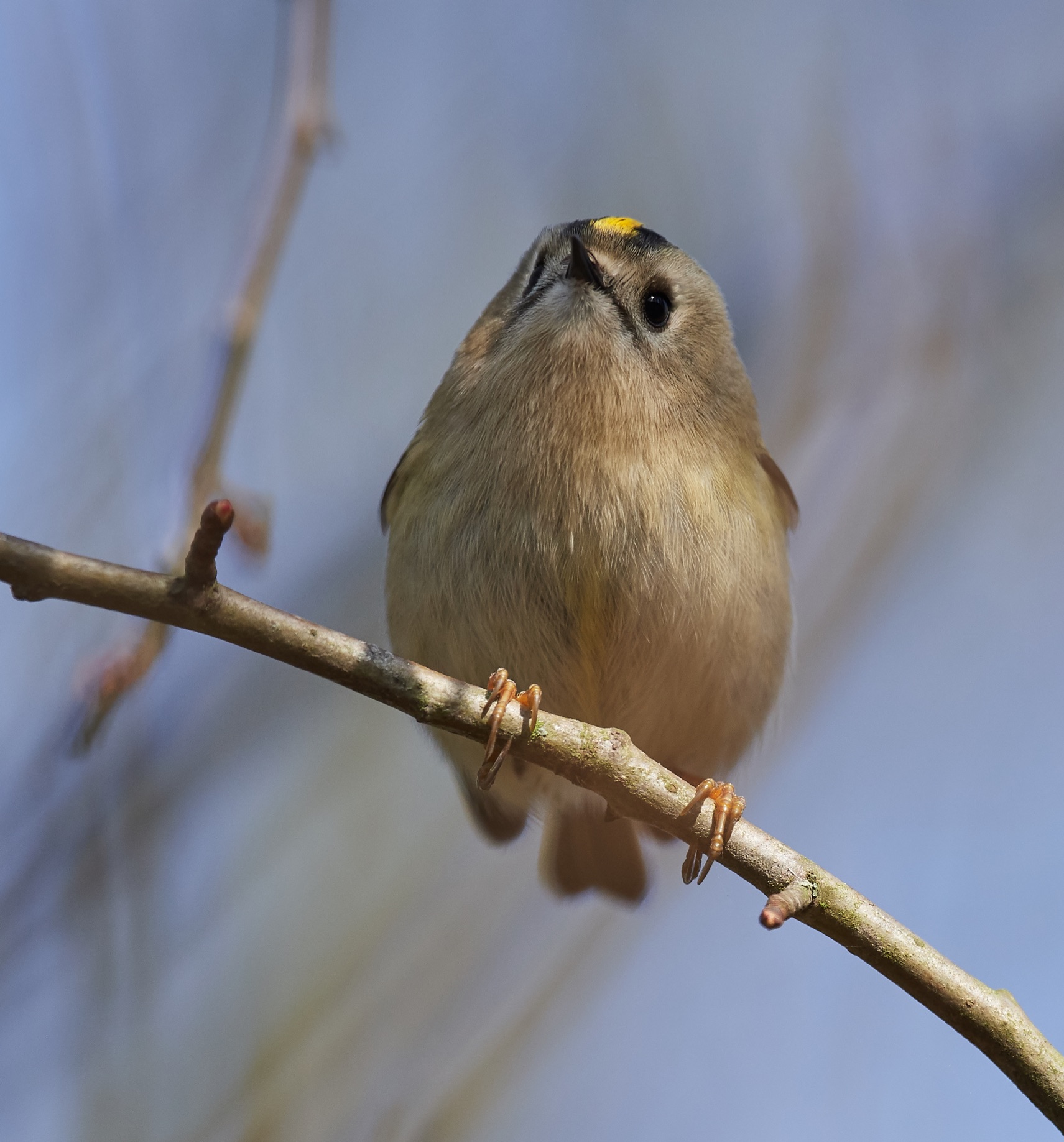 Goldcrest