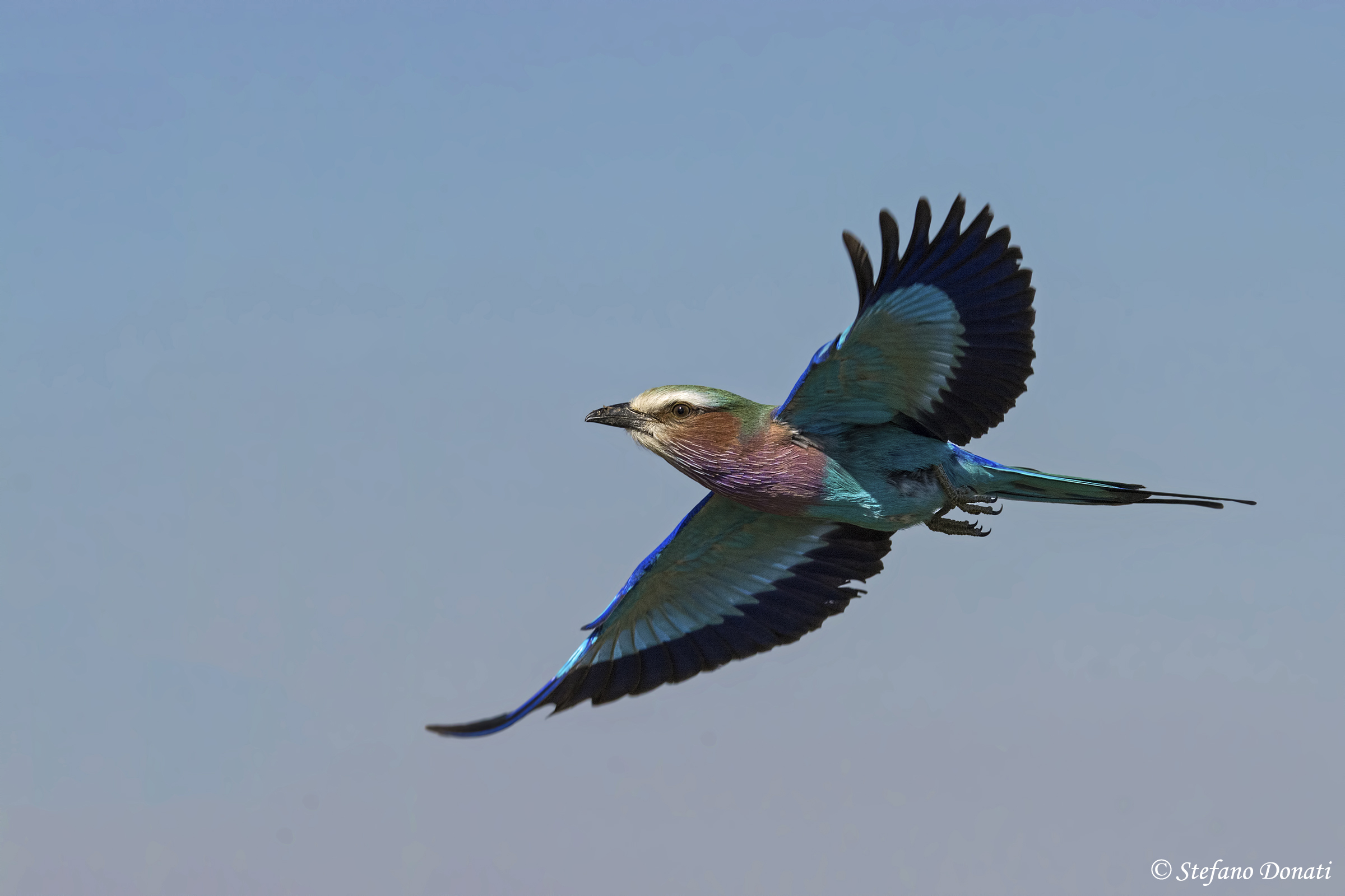 Il volo della ghiandaia