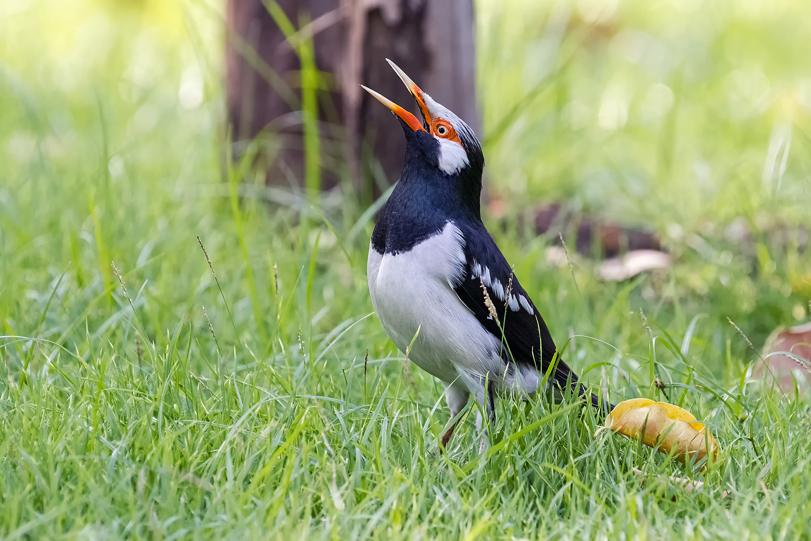 Asian Pied Starling