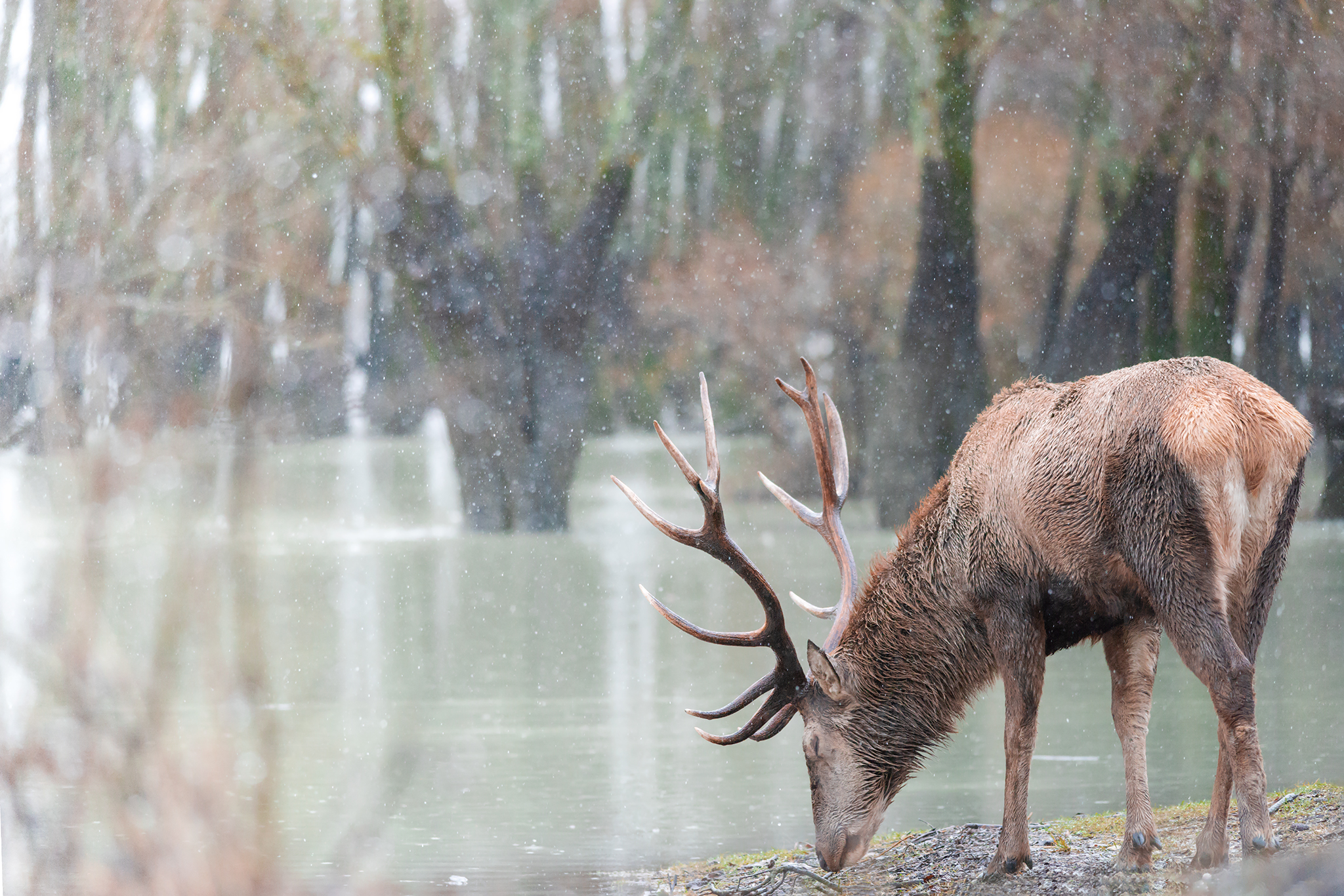 dreaming under the snow