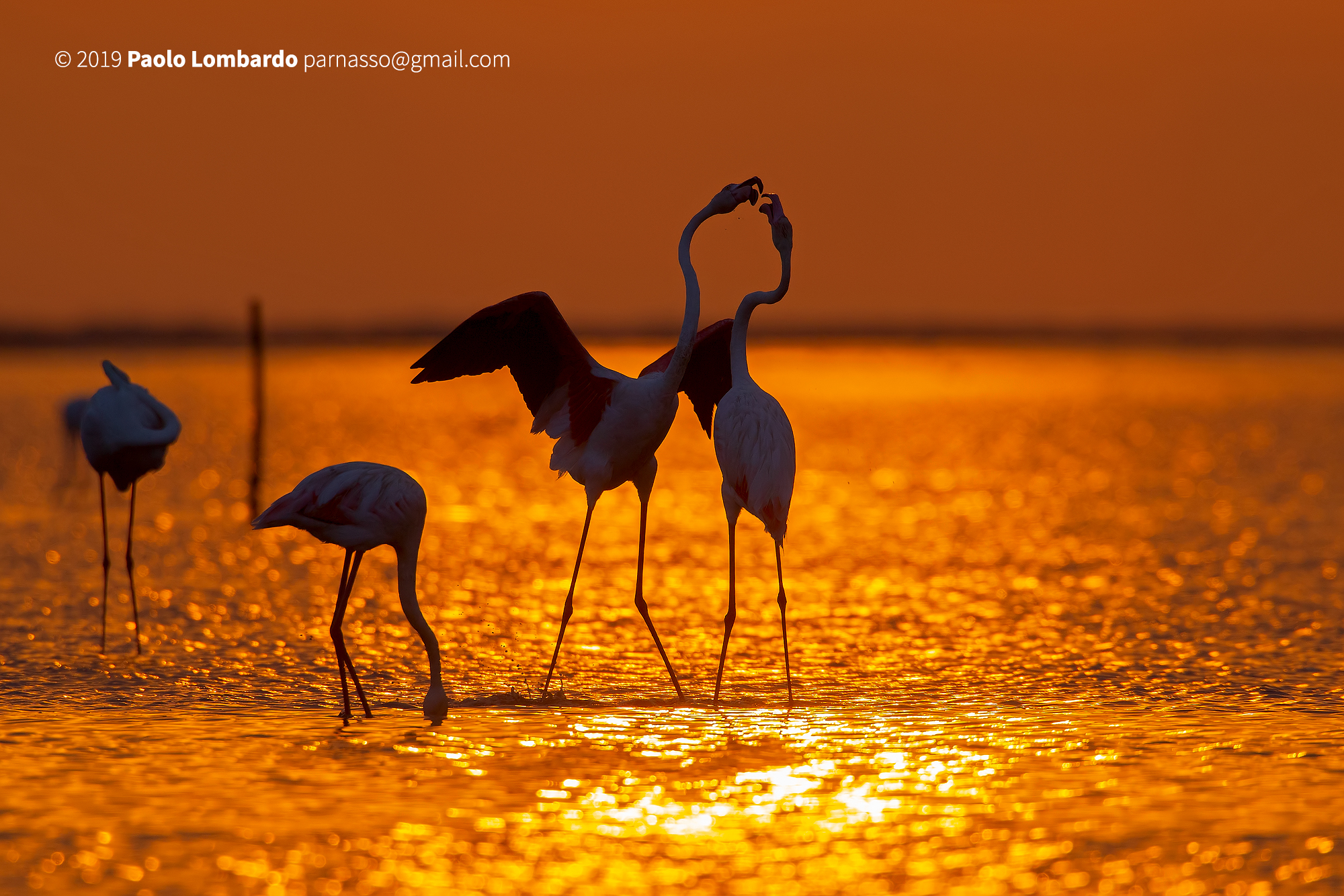 Phoenicopterus roseus - Greater flamingo - Fenicottero