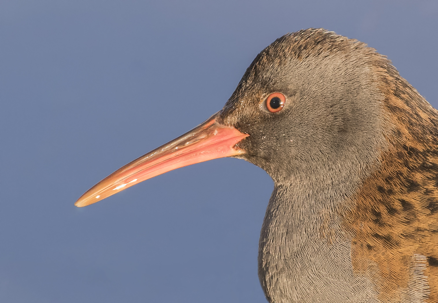 Water Rail Too confidant
