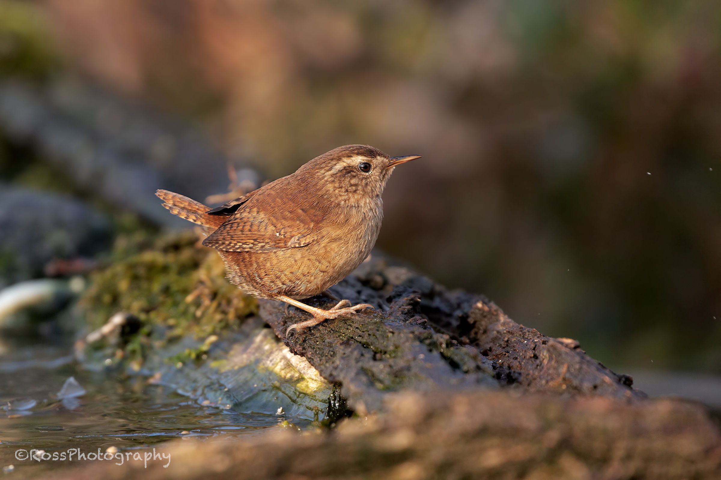 Wren
