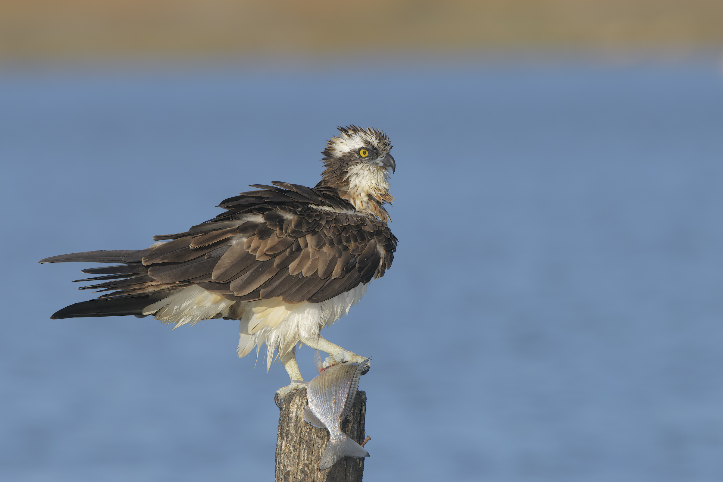 il pescatore e l'orata.