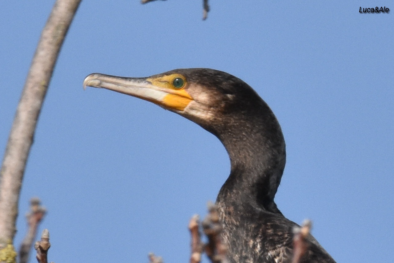 Cormorant