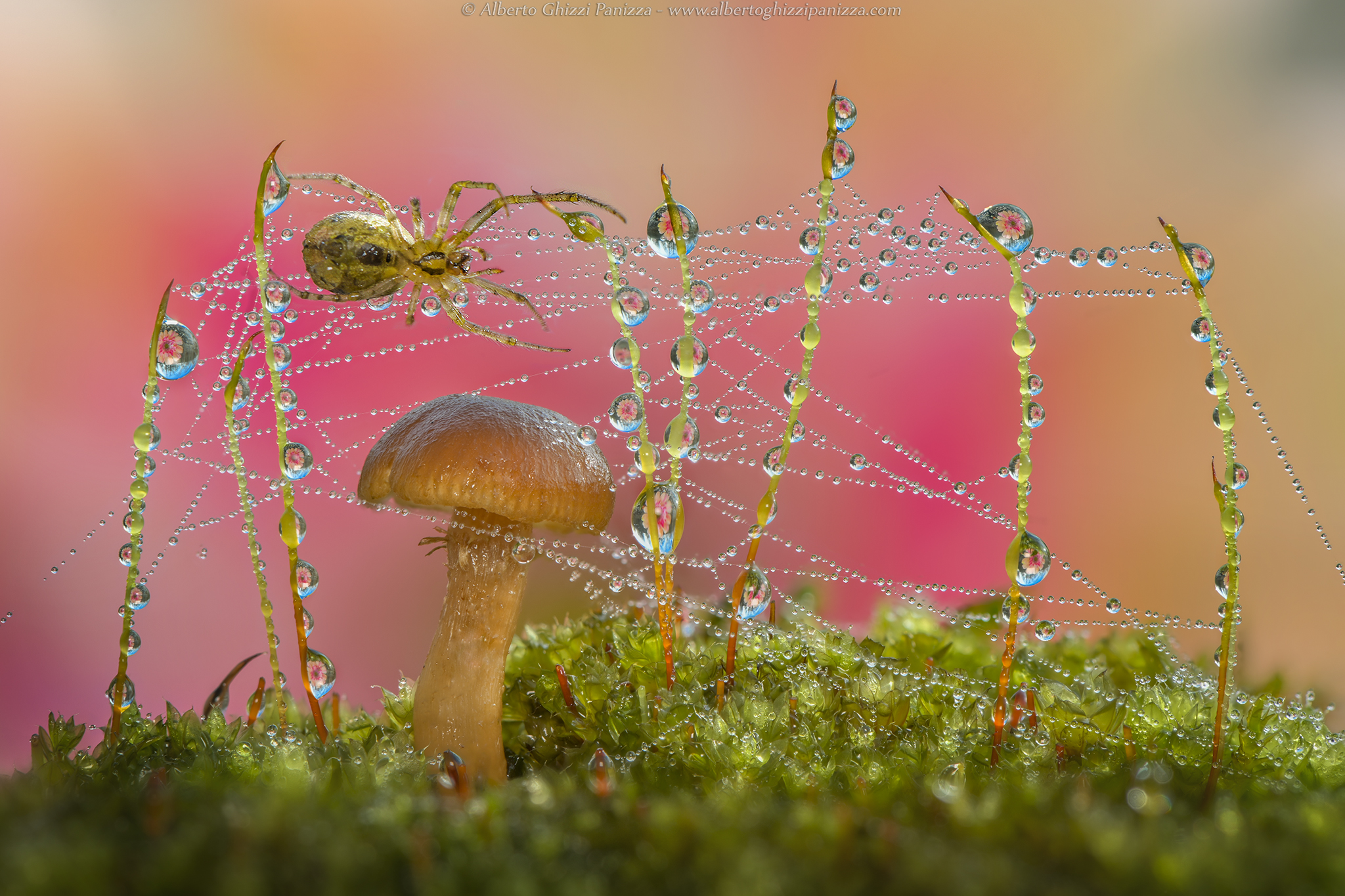 Even the spiders in the morning have their good to do...