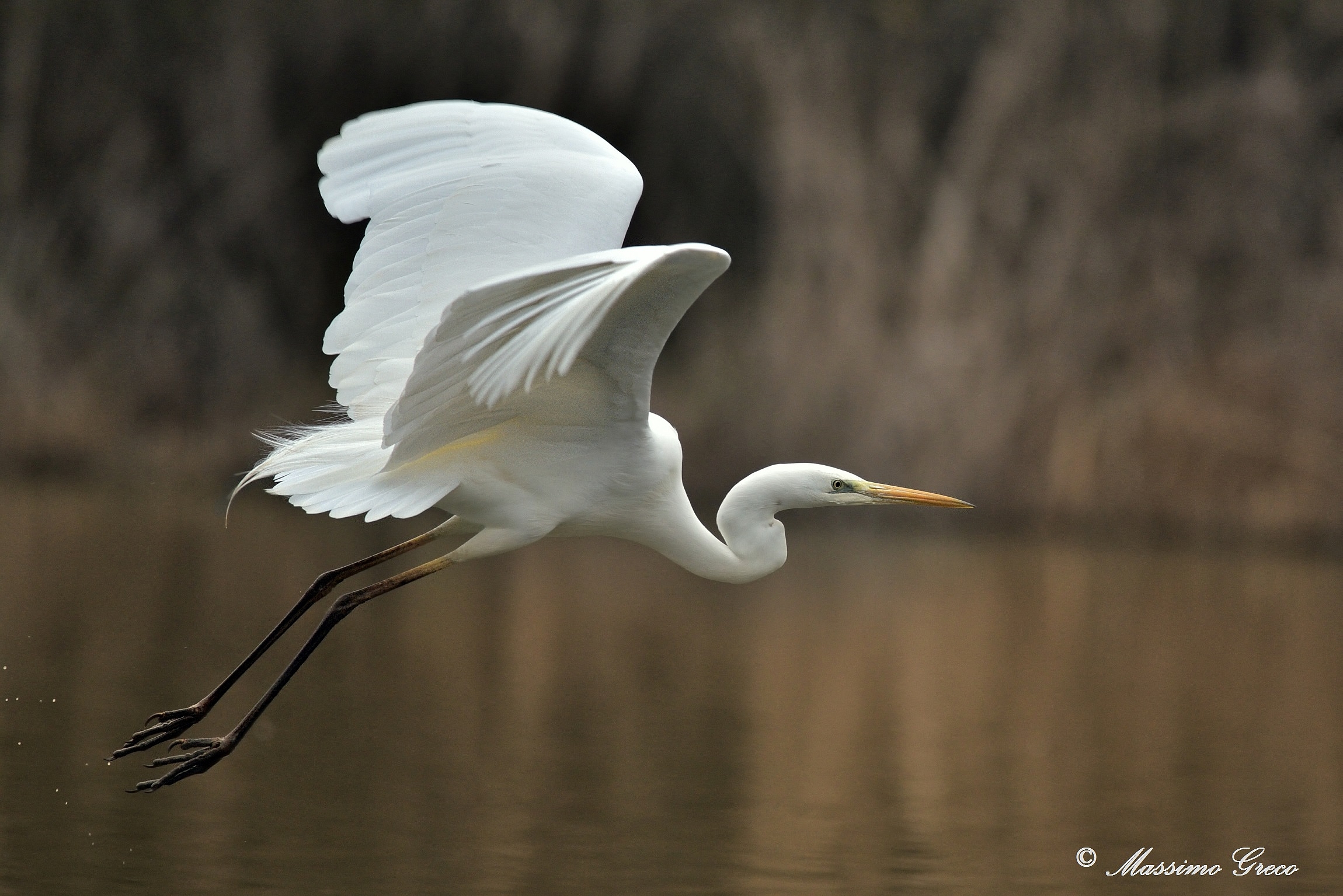 Greater White Heron