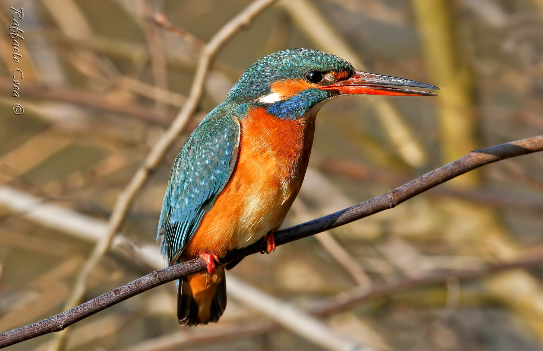 Female Kingfisher at sunset