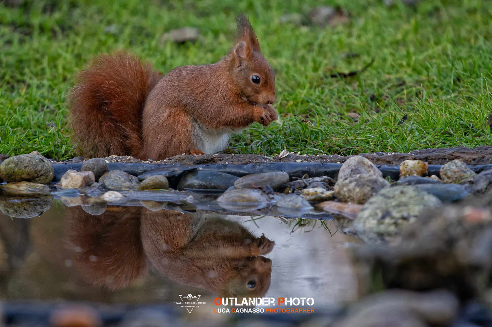 Squirrel with reflex