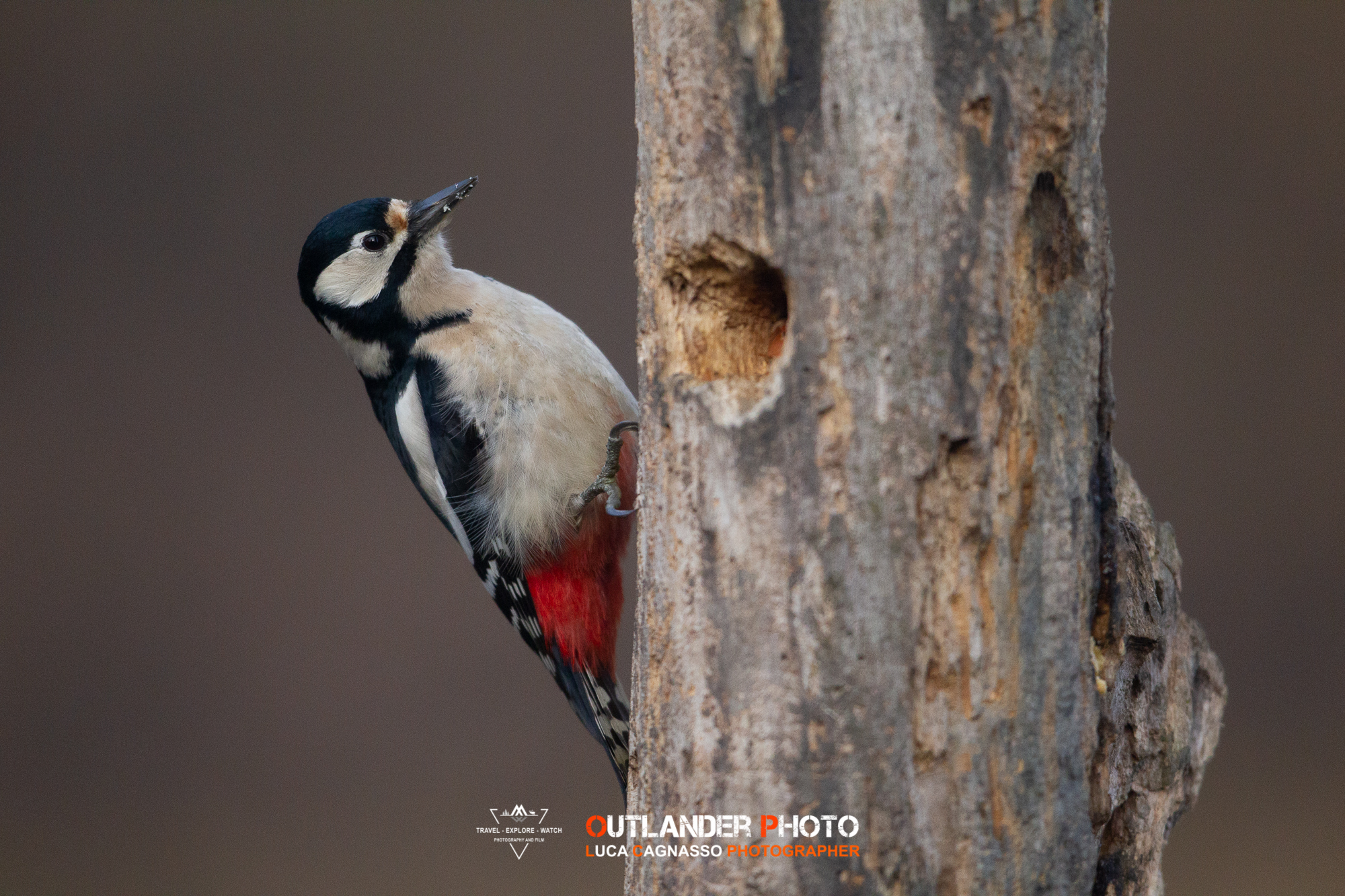 Female of Red Woodpeckers