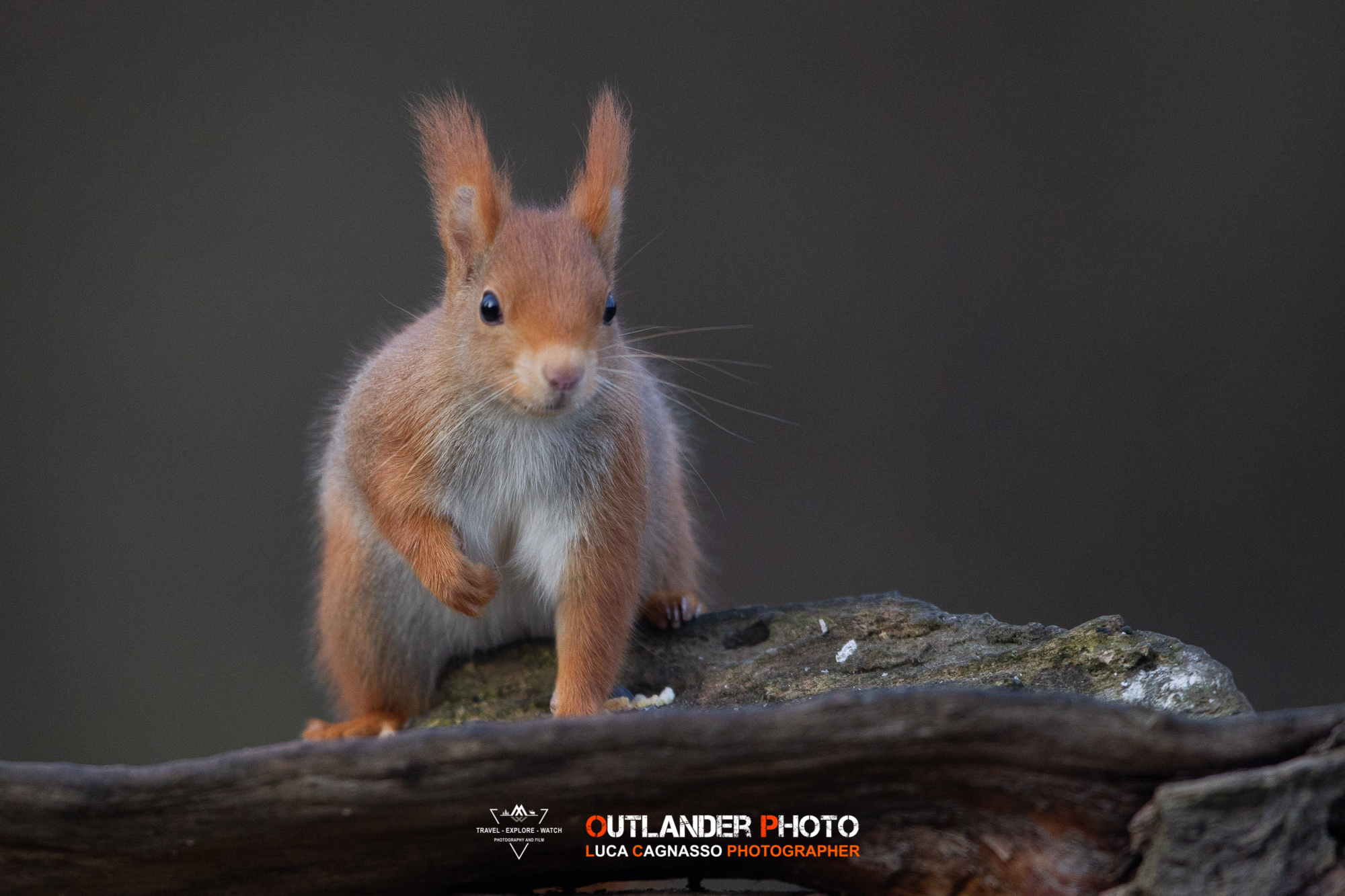 Red squirrel