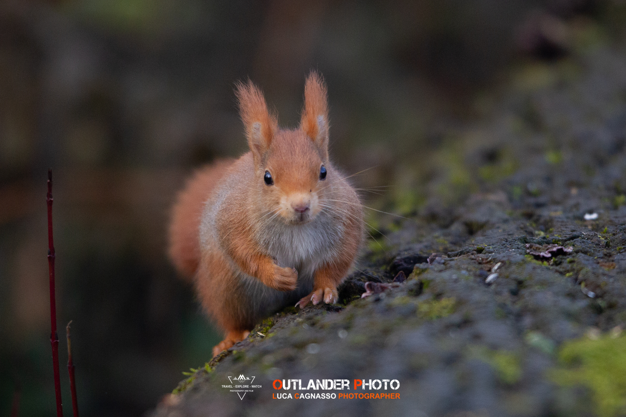 Red squirrel on Trunk