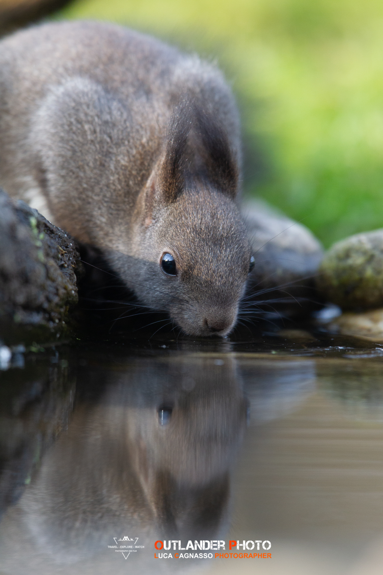 Watering Squirrel