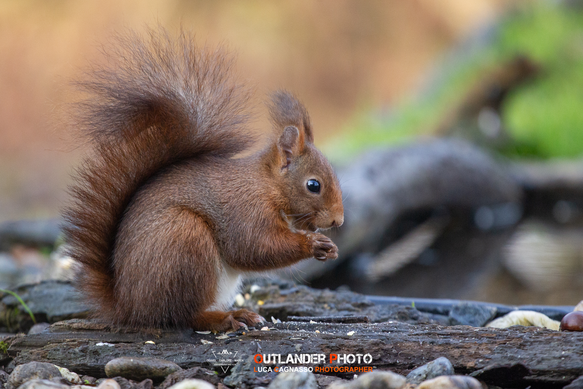 Red squirrel