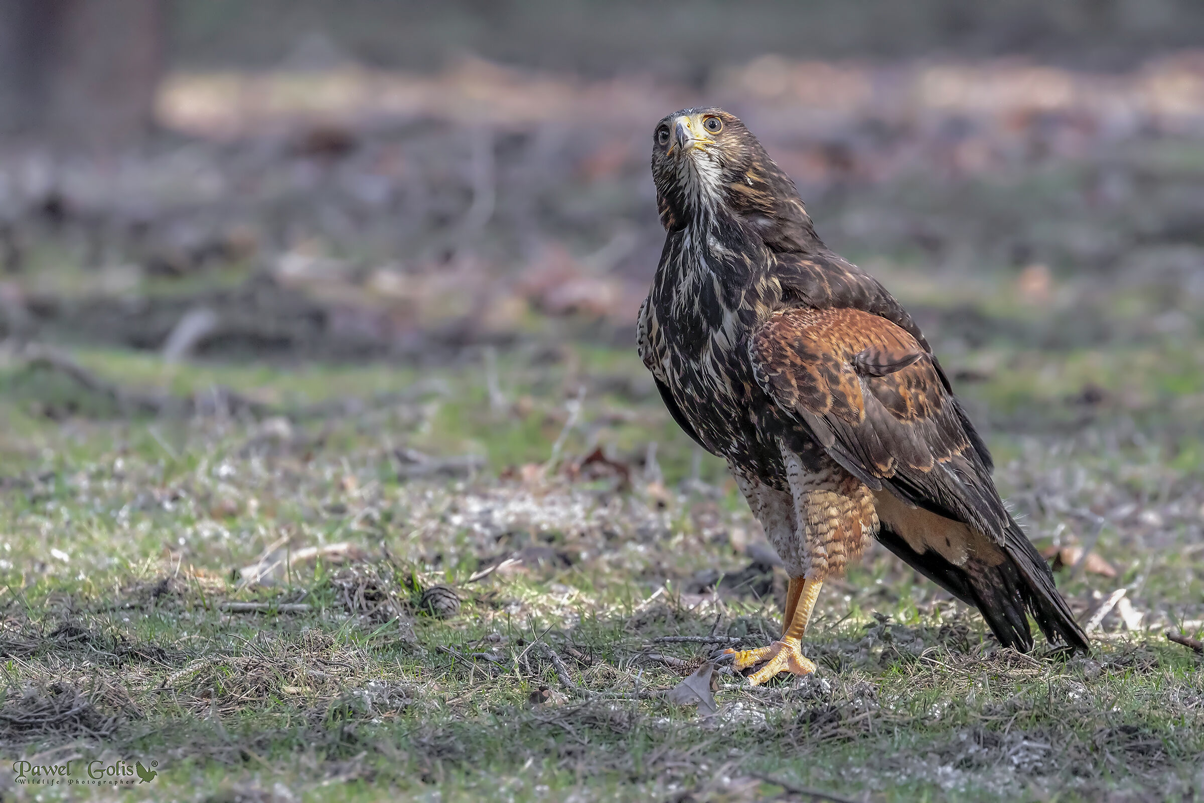 Che razza di uccello è?