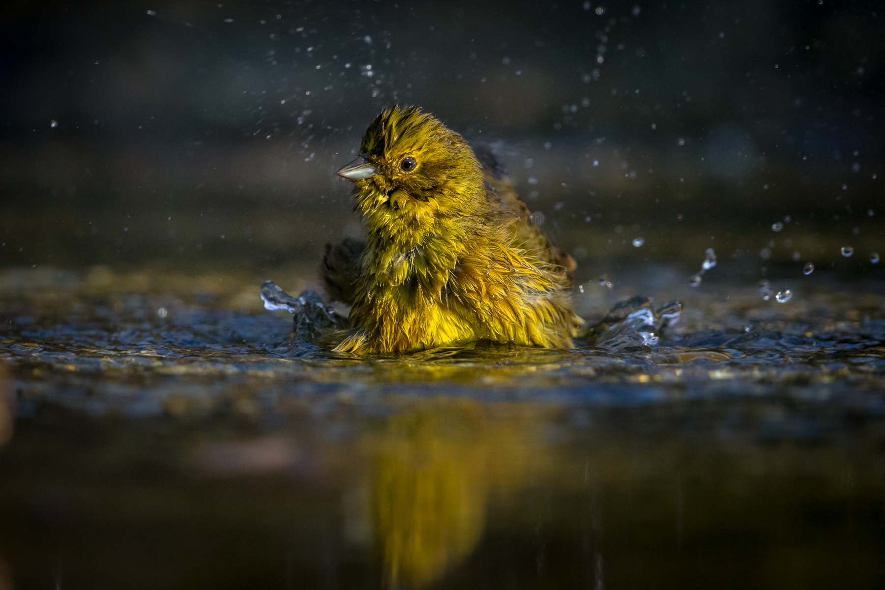 il bagnetto dello Zigolo Giallo
