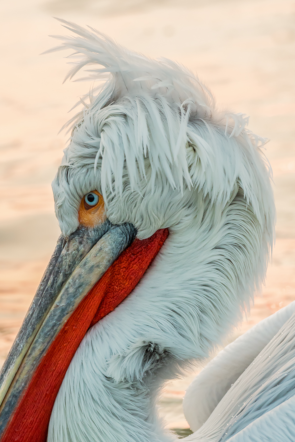 Portrait-Pelican Hedgehog