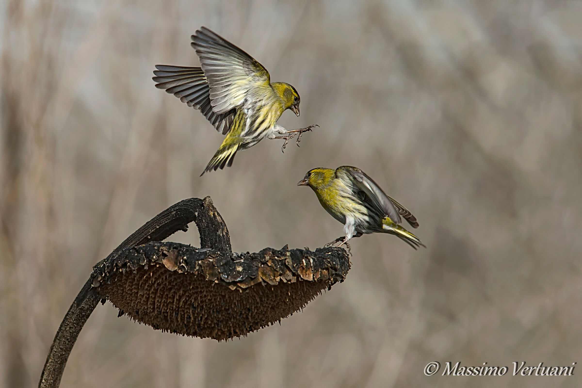 Sotto attacco 2 (Lucherini)