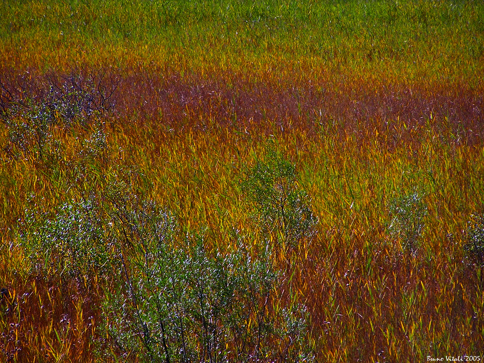 Val Ferret Prato fiorito