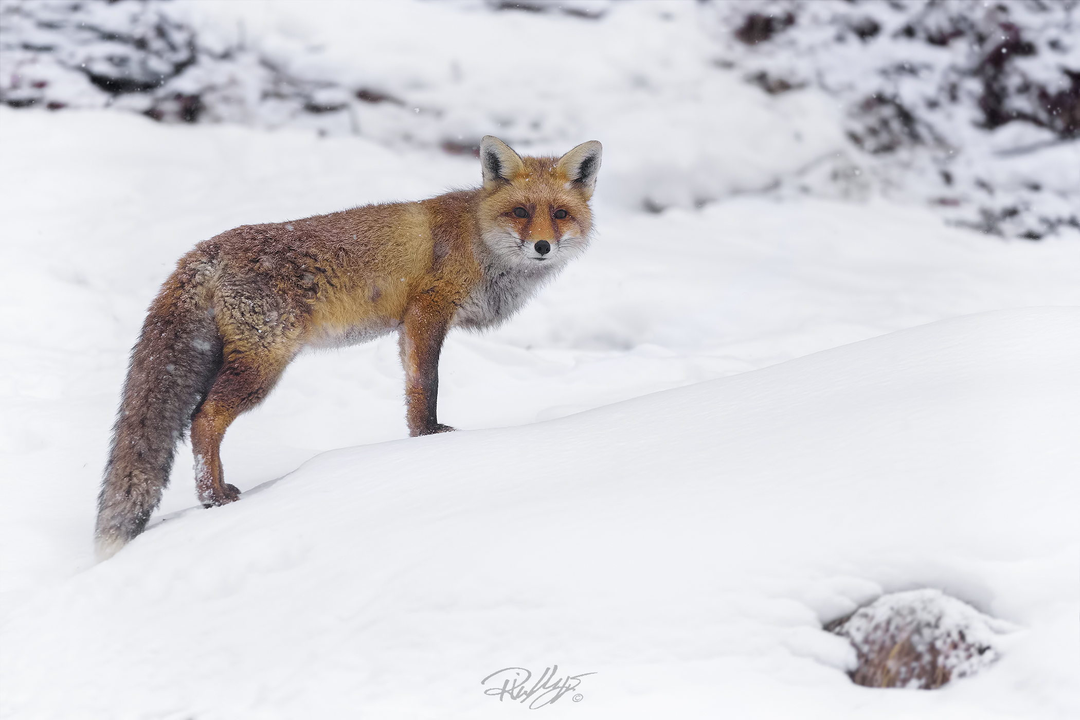 The most beautiful of the realm in the snowstorm