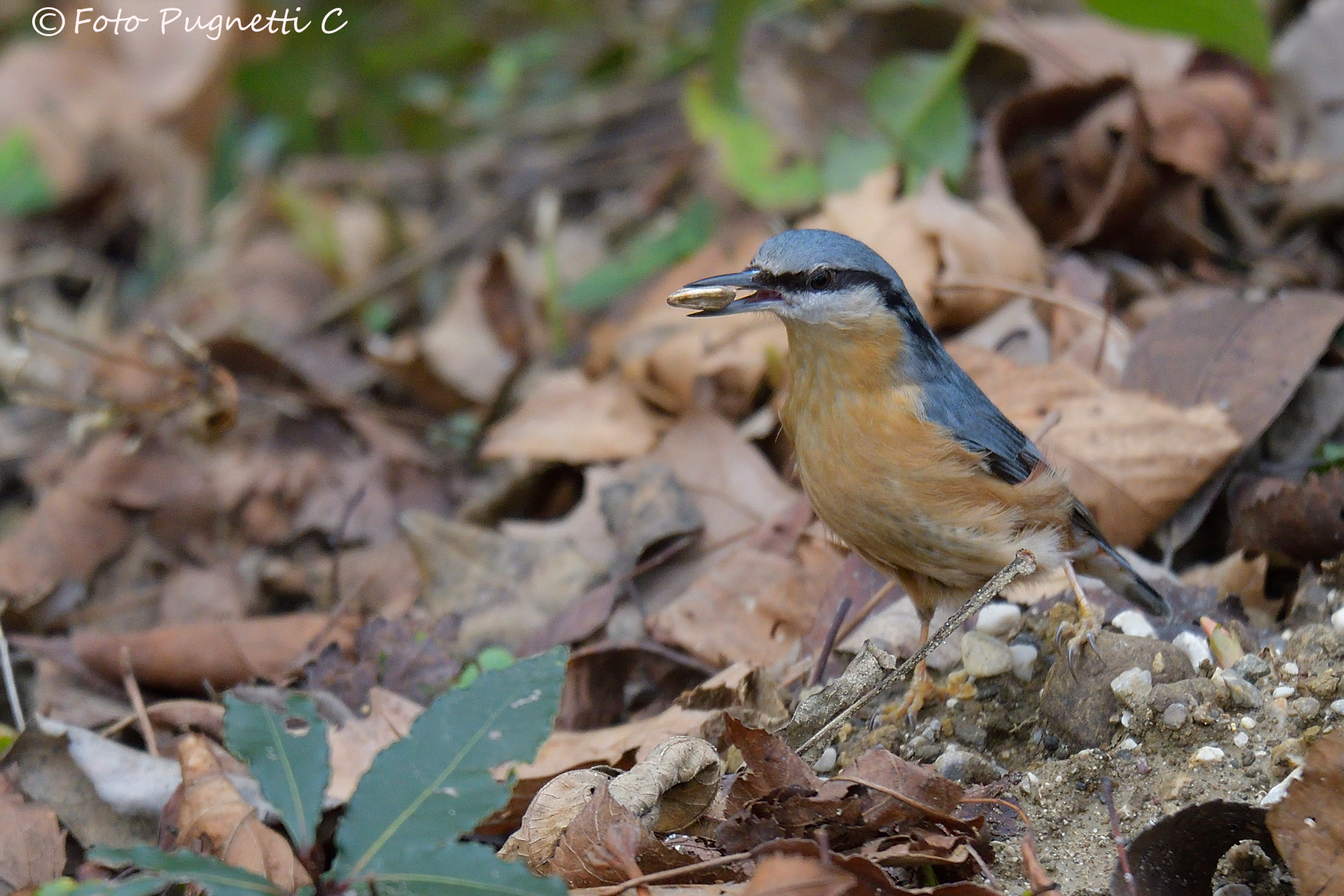 Nuthatch