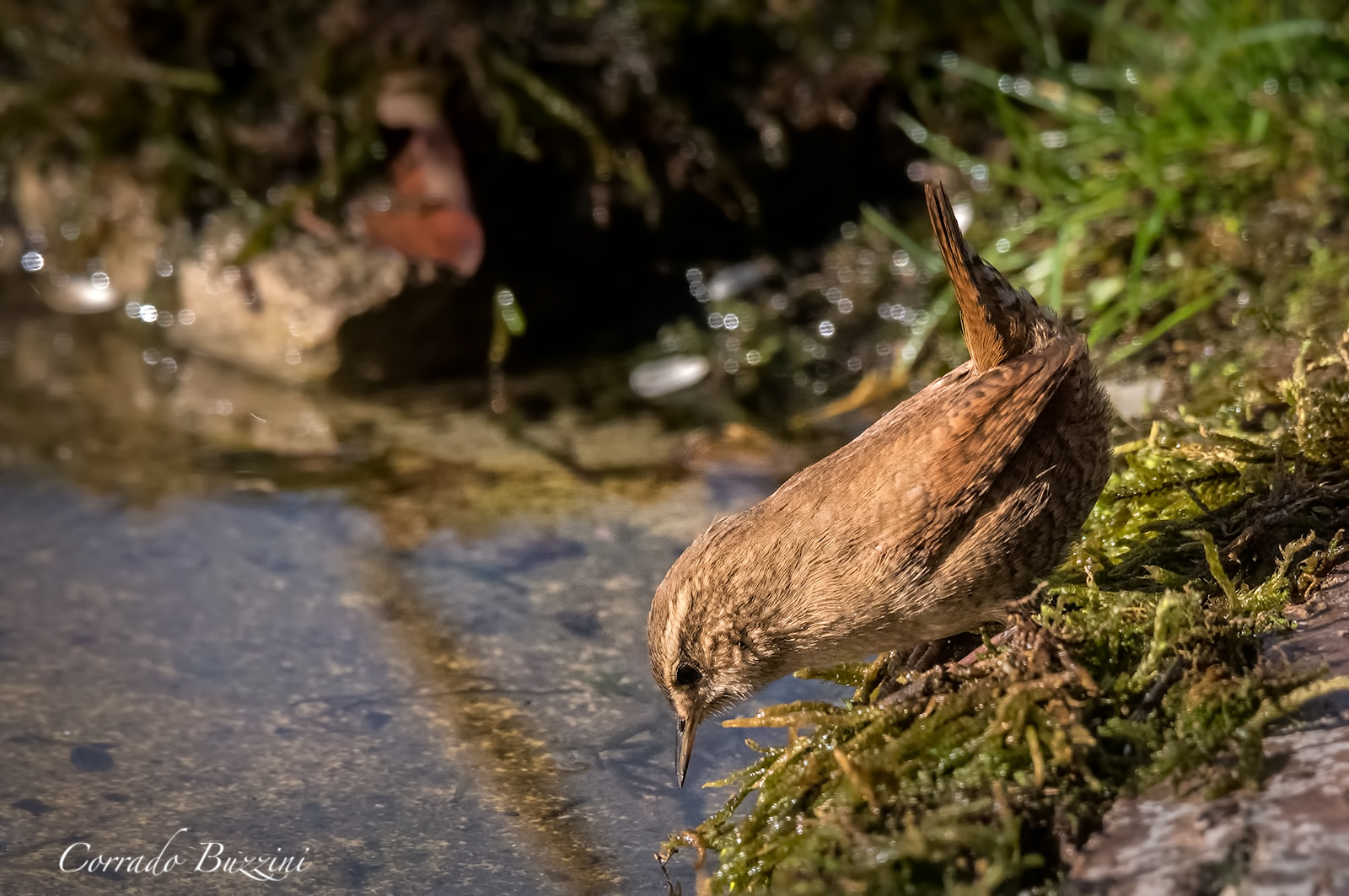 Wren