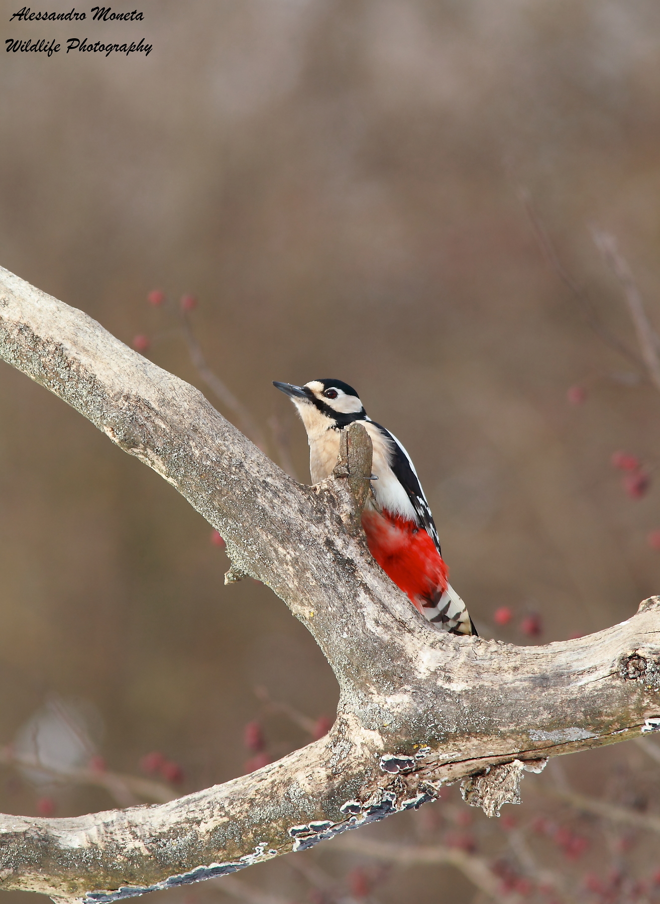 Great Spotted Woodpecker female