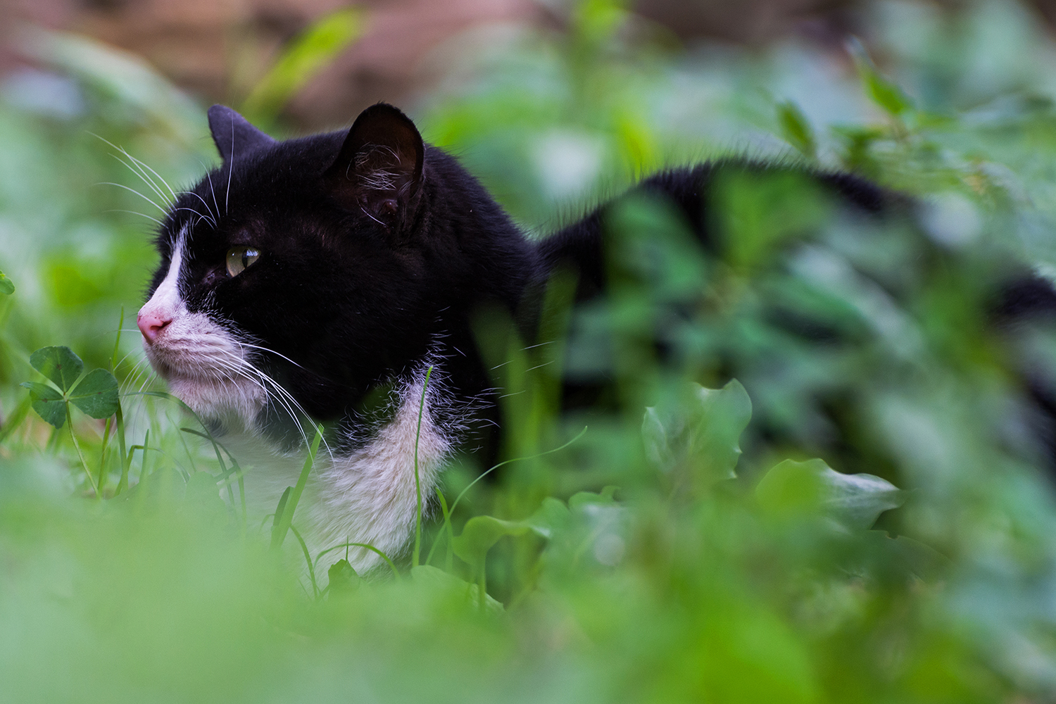 Il gatto della fortuna