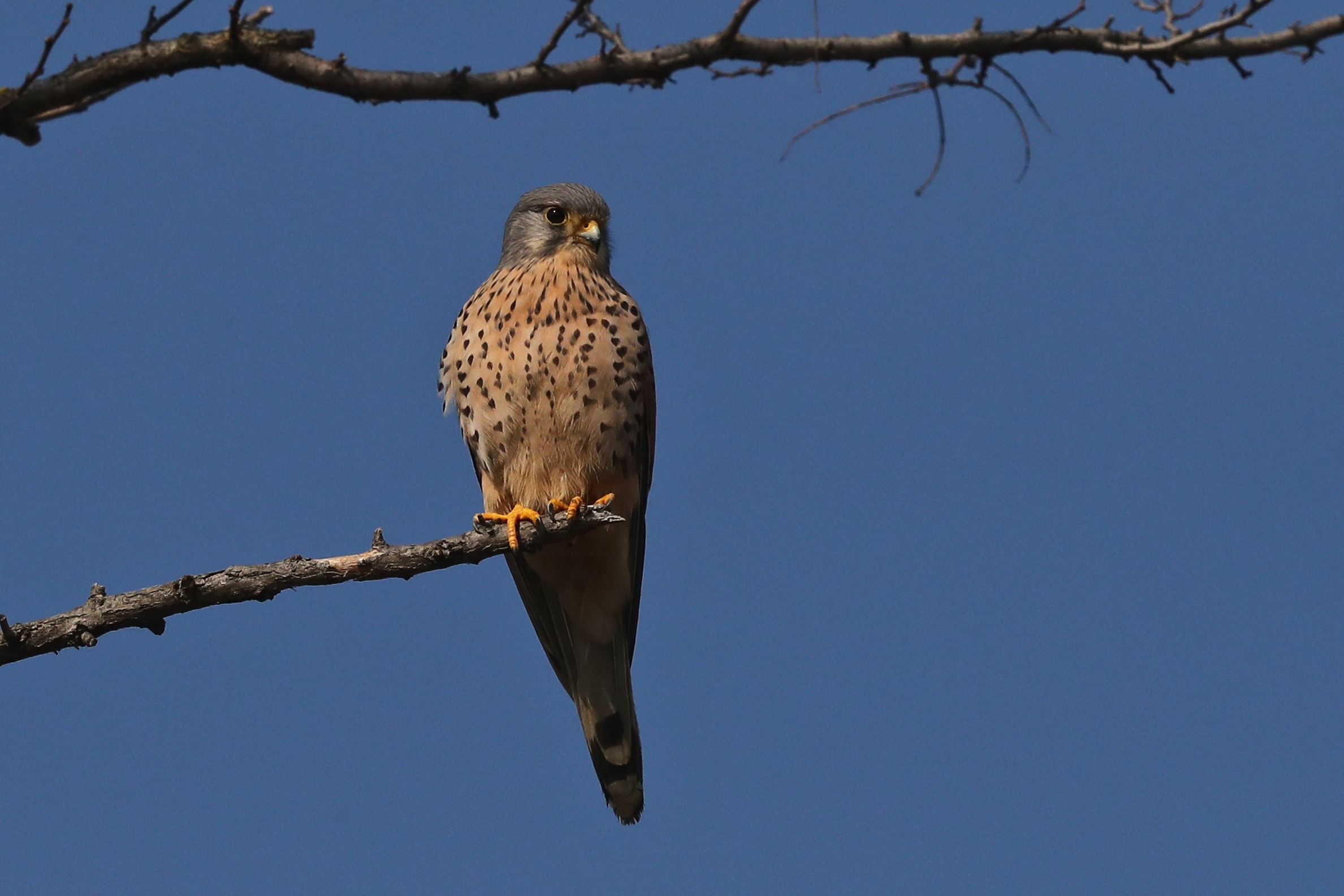 Kestrel