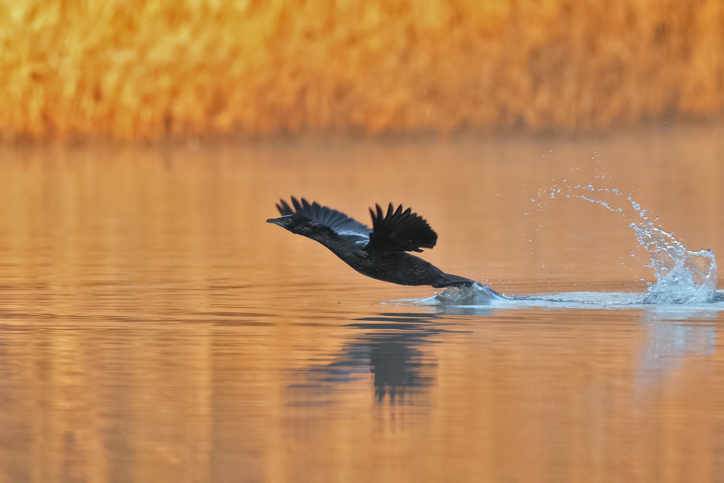 Marangone al Decollo