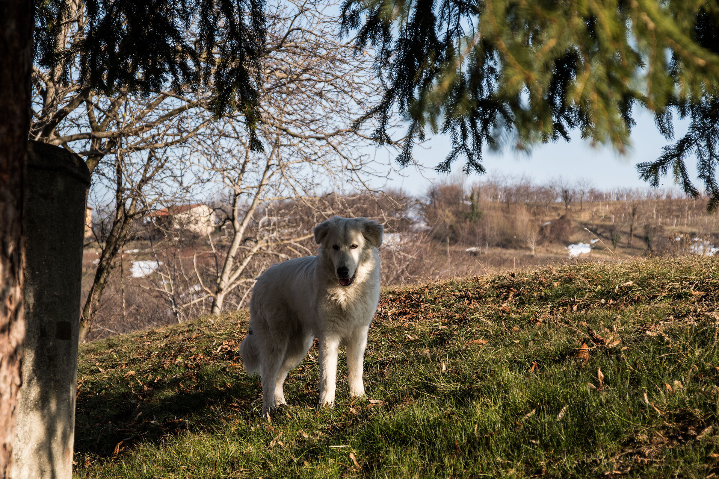 Il cane di "De Re Rustica"
