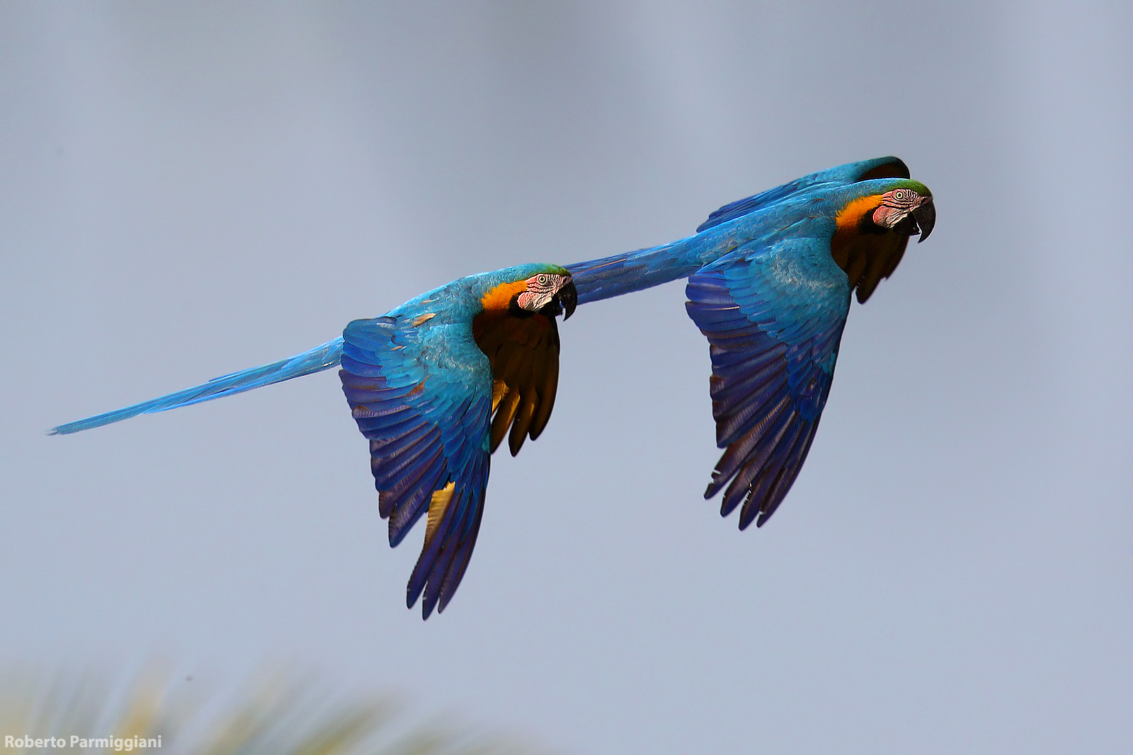 Blue Yellow Macaw