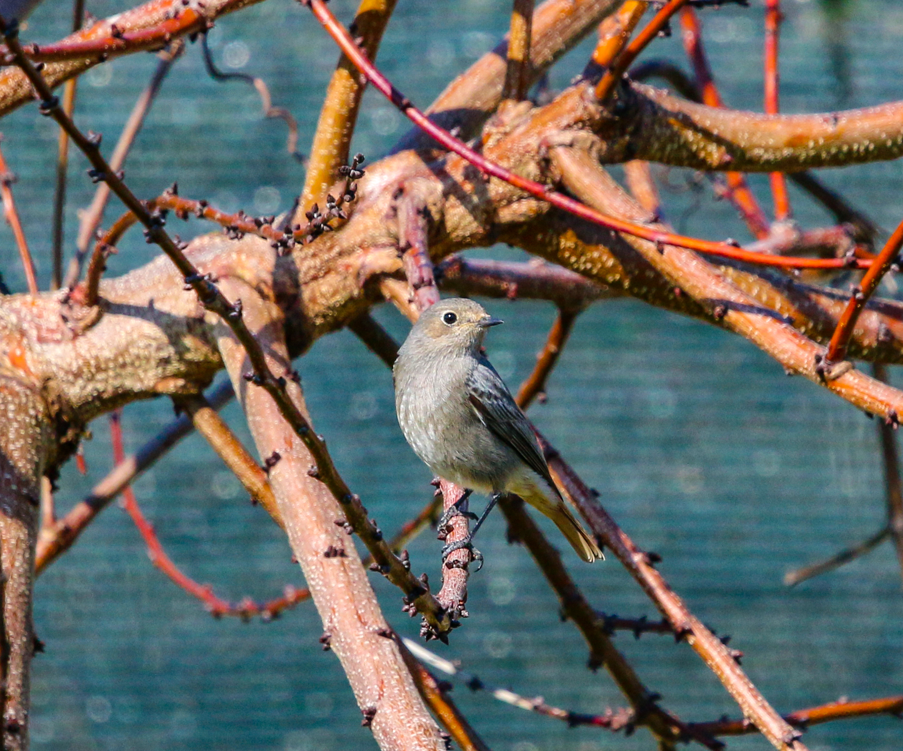 Codirosso spazzacamino