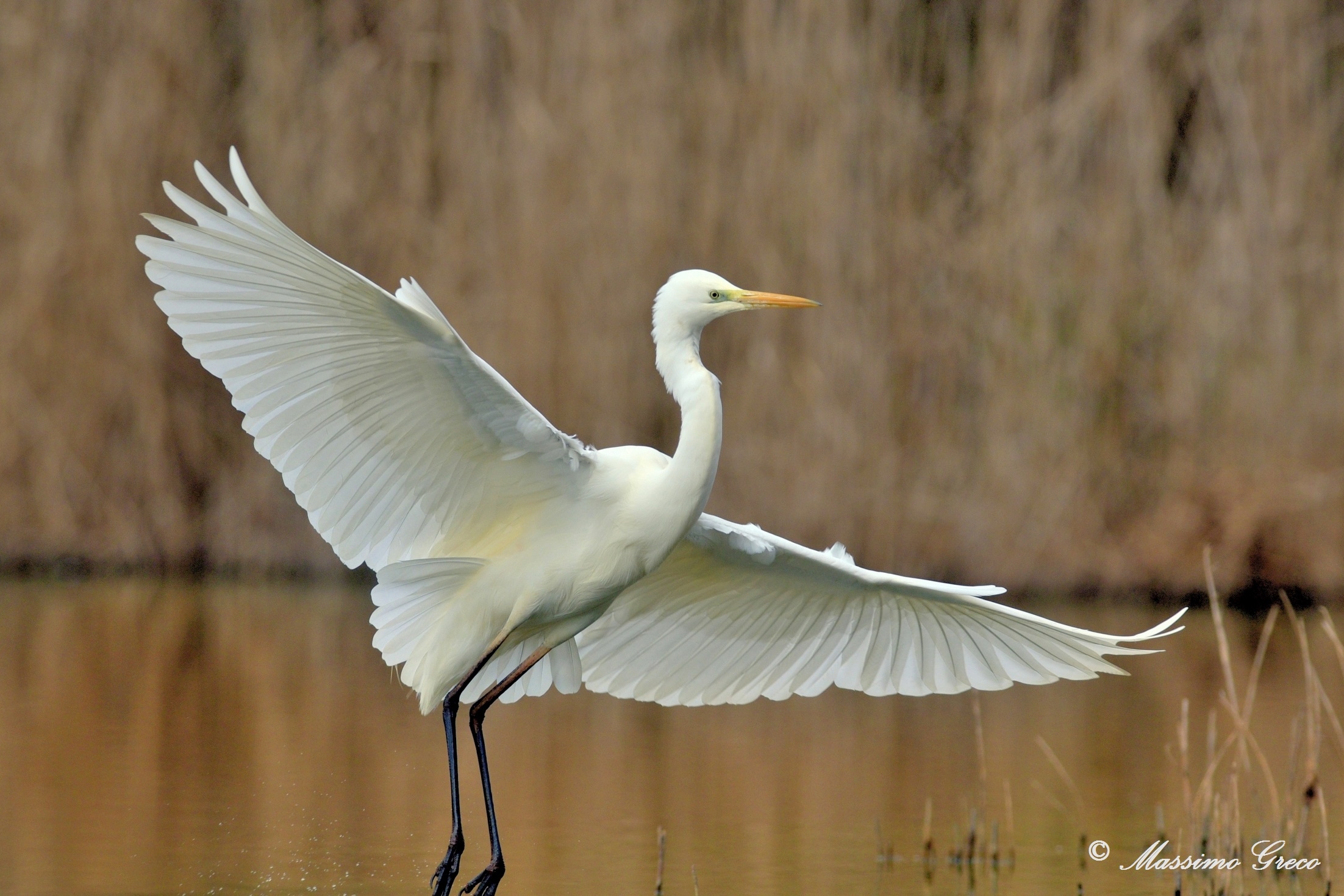 Greater White Heron