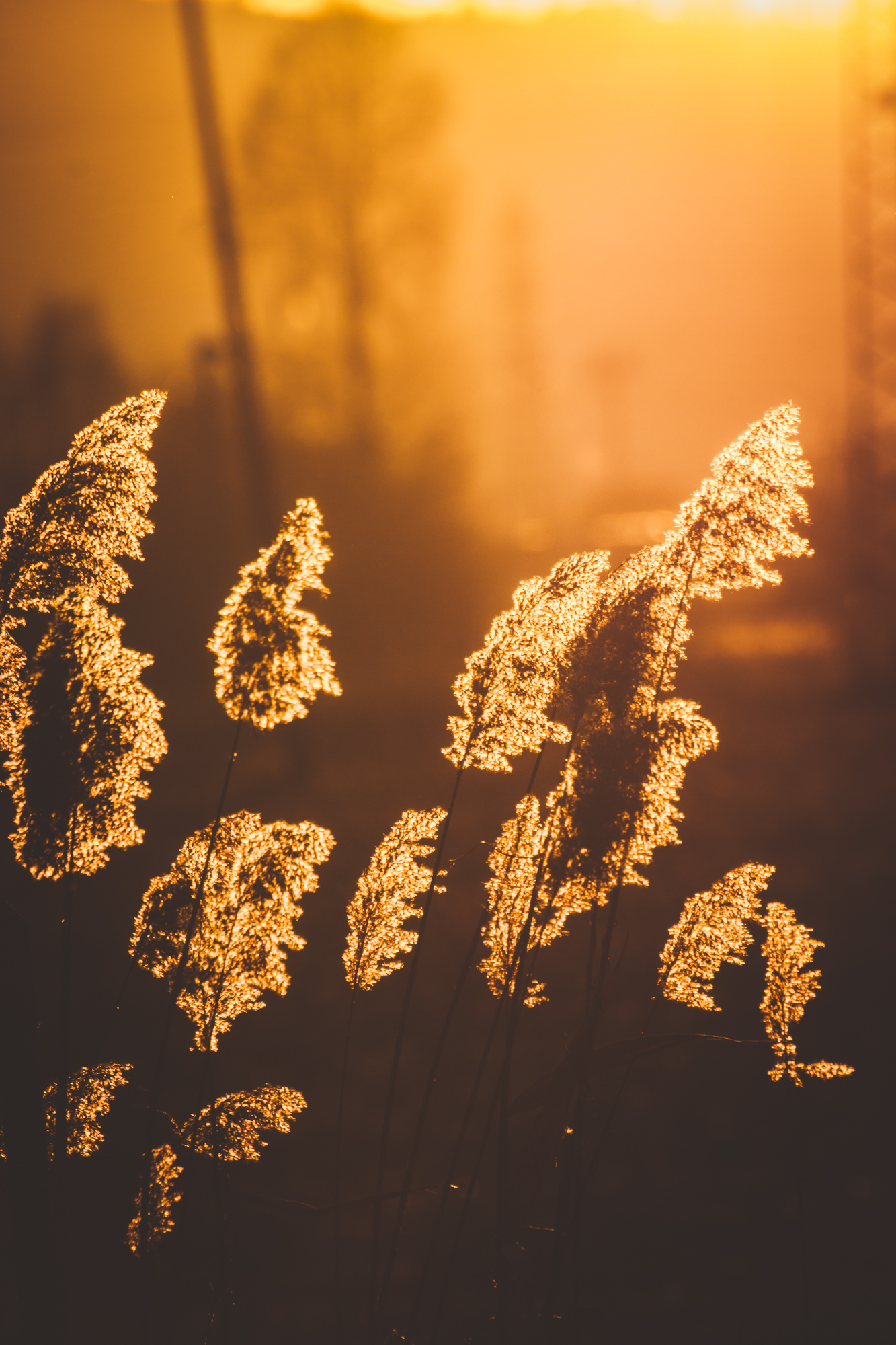 Swamp barrels or splendor