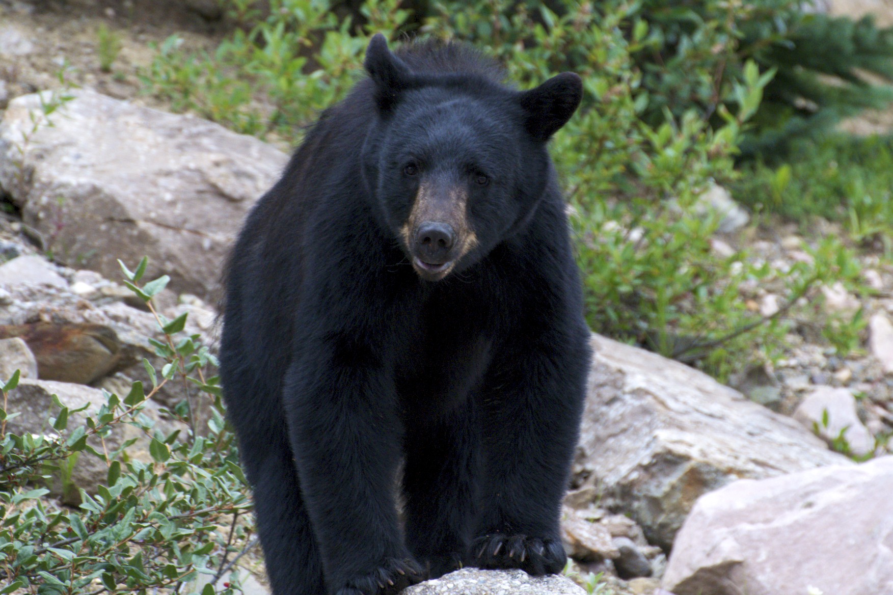 Jasper National Park