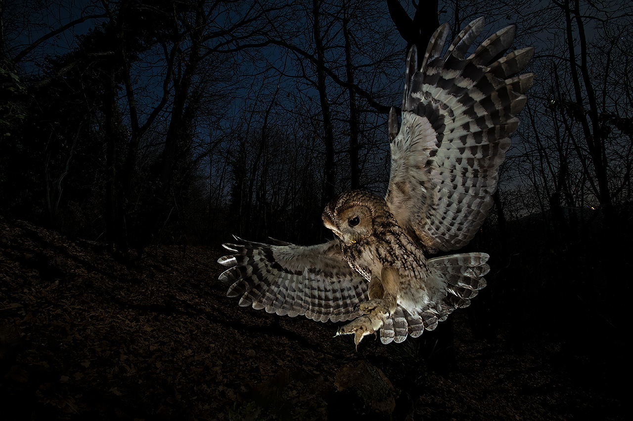Allocco - Tawny owl
