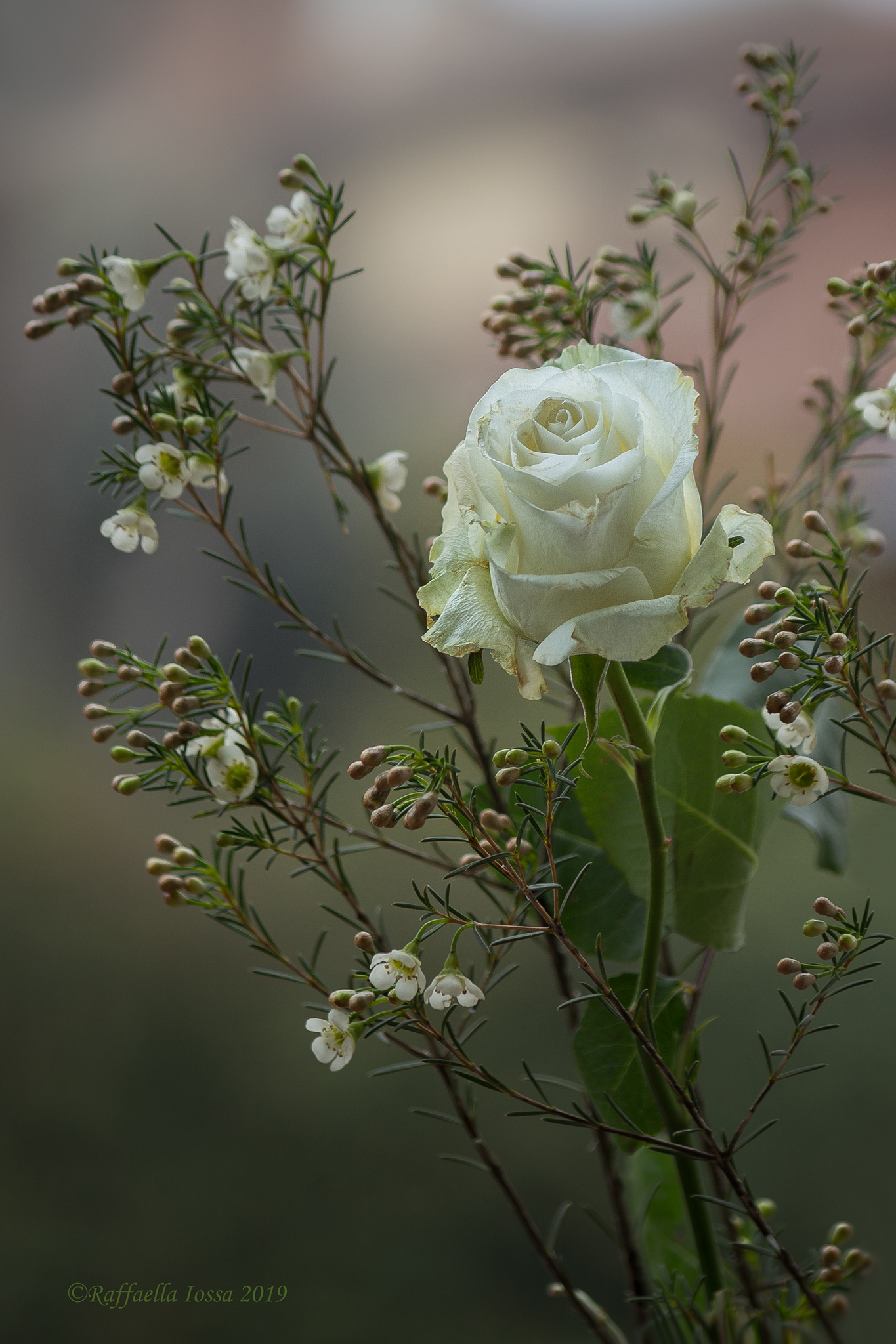 Un po' sciupata ma sempre bella !