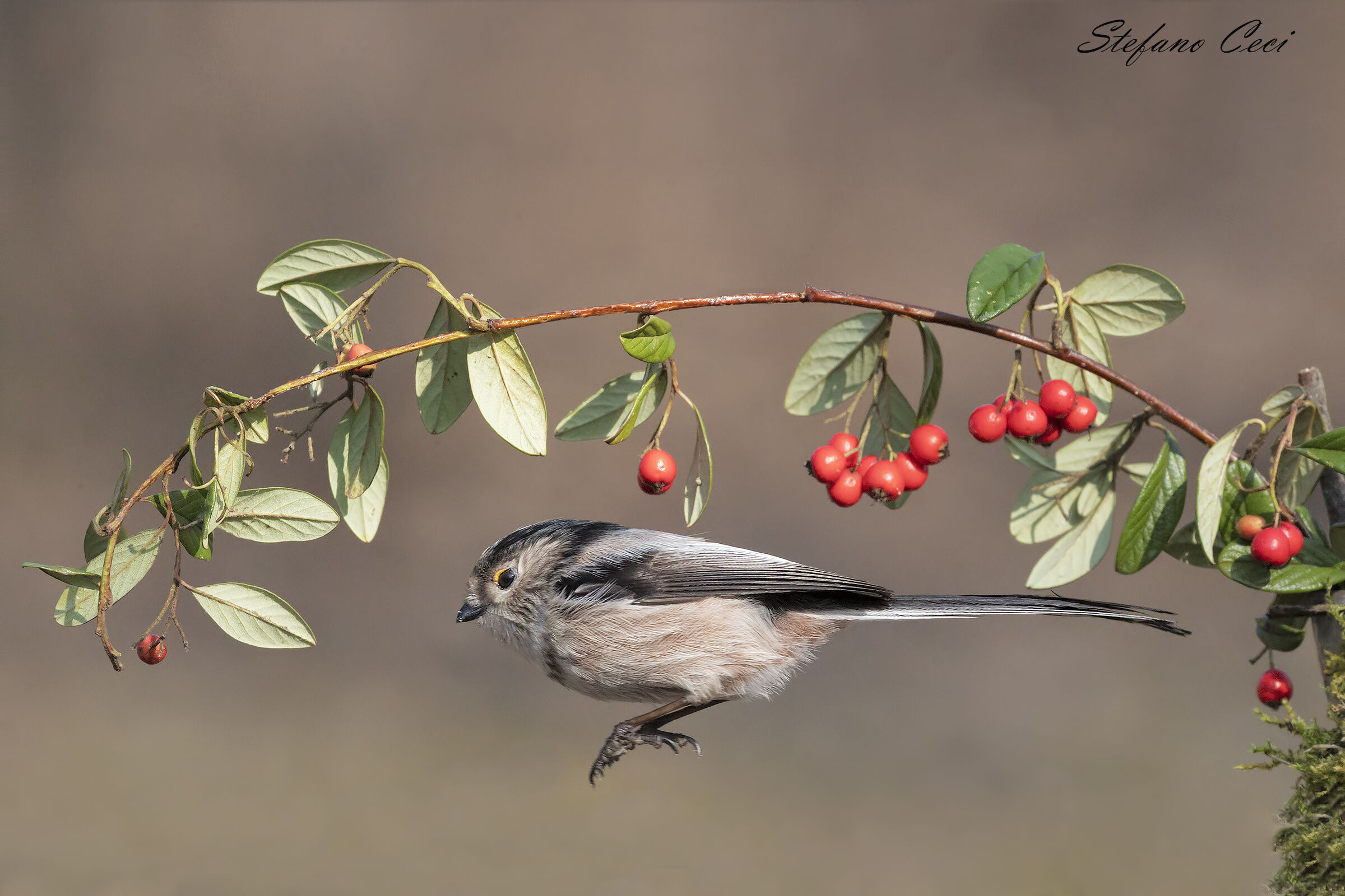 Codibugnolo ambientato