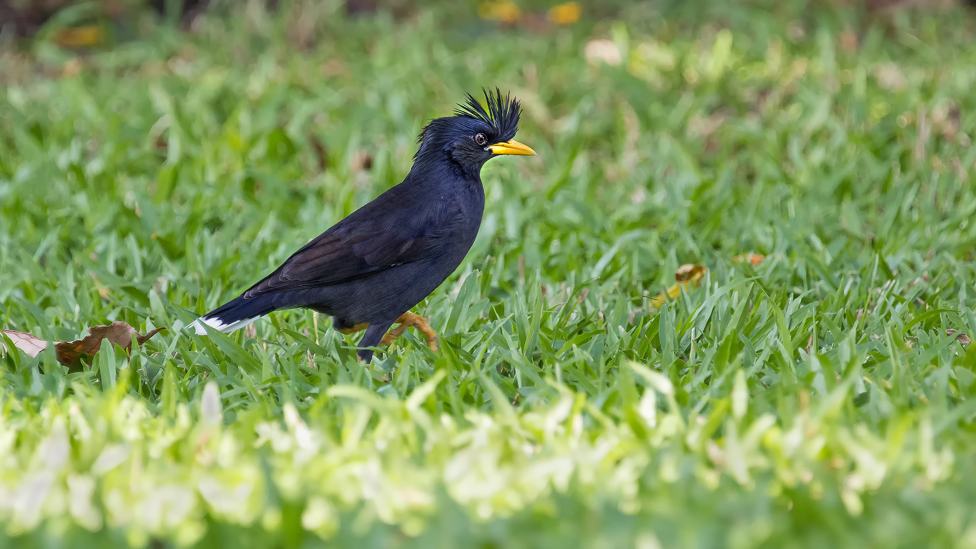 White-Vented Myna