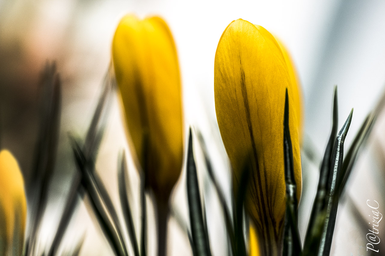 __aspettando la primavera__