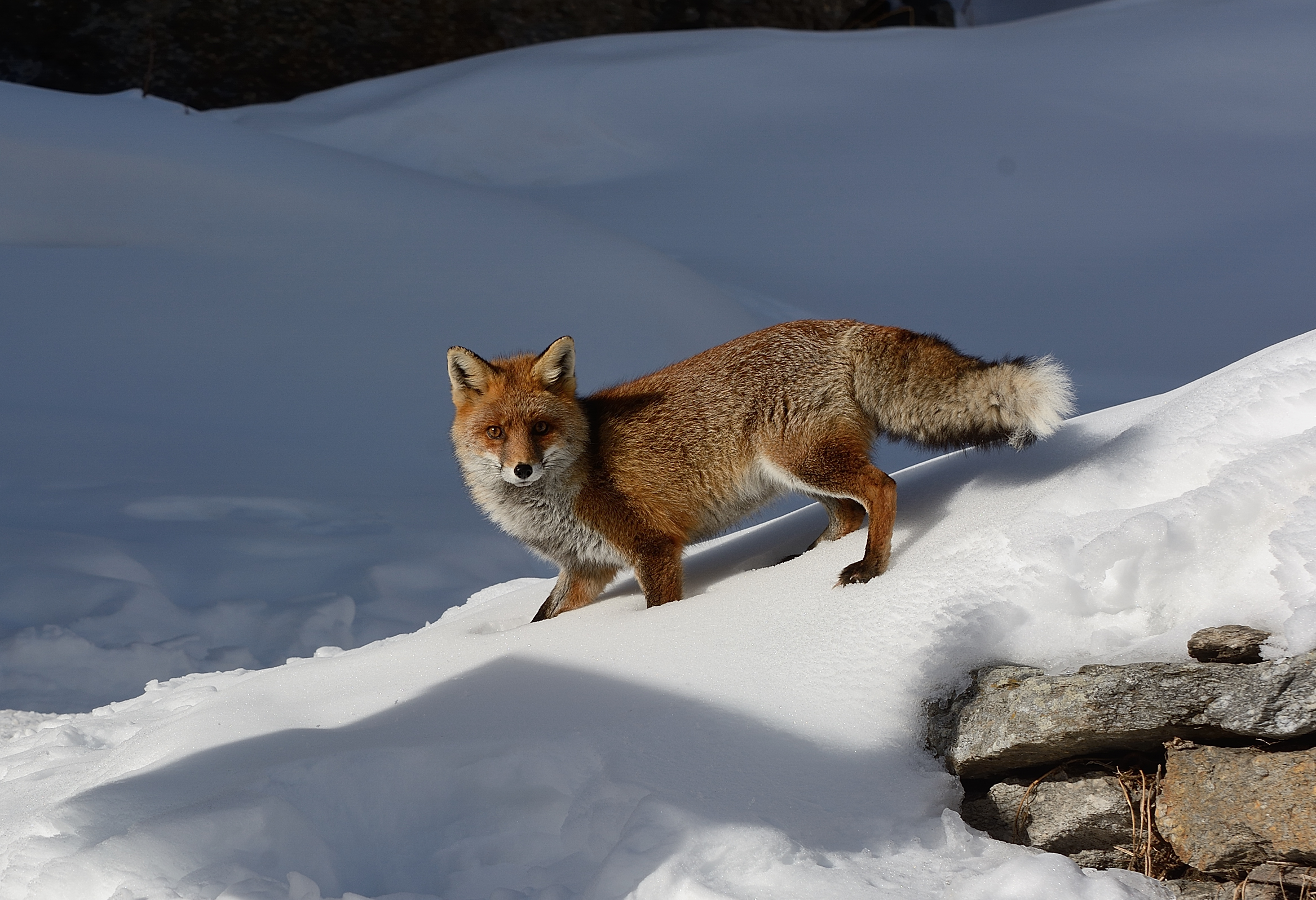 Finally immortated...