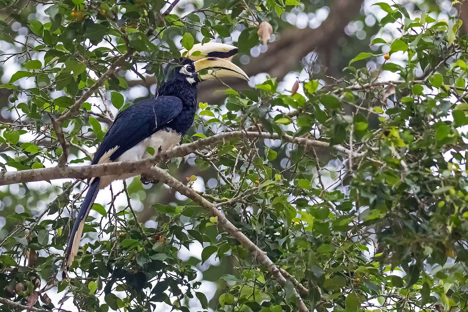 Oriental Pied Hornbill