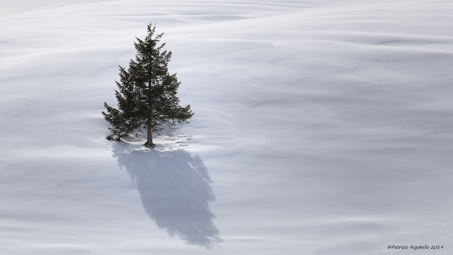 L'albero tra la neve