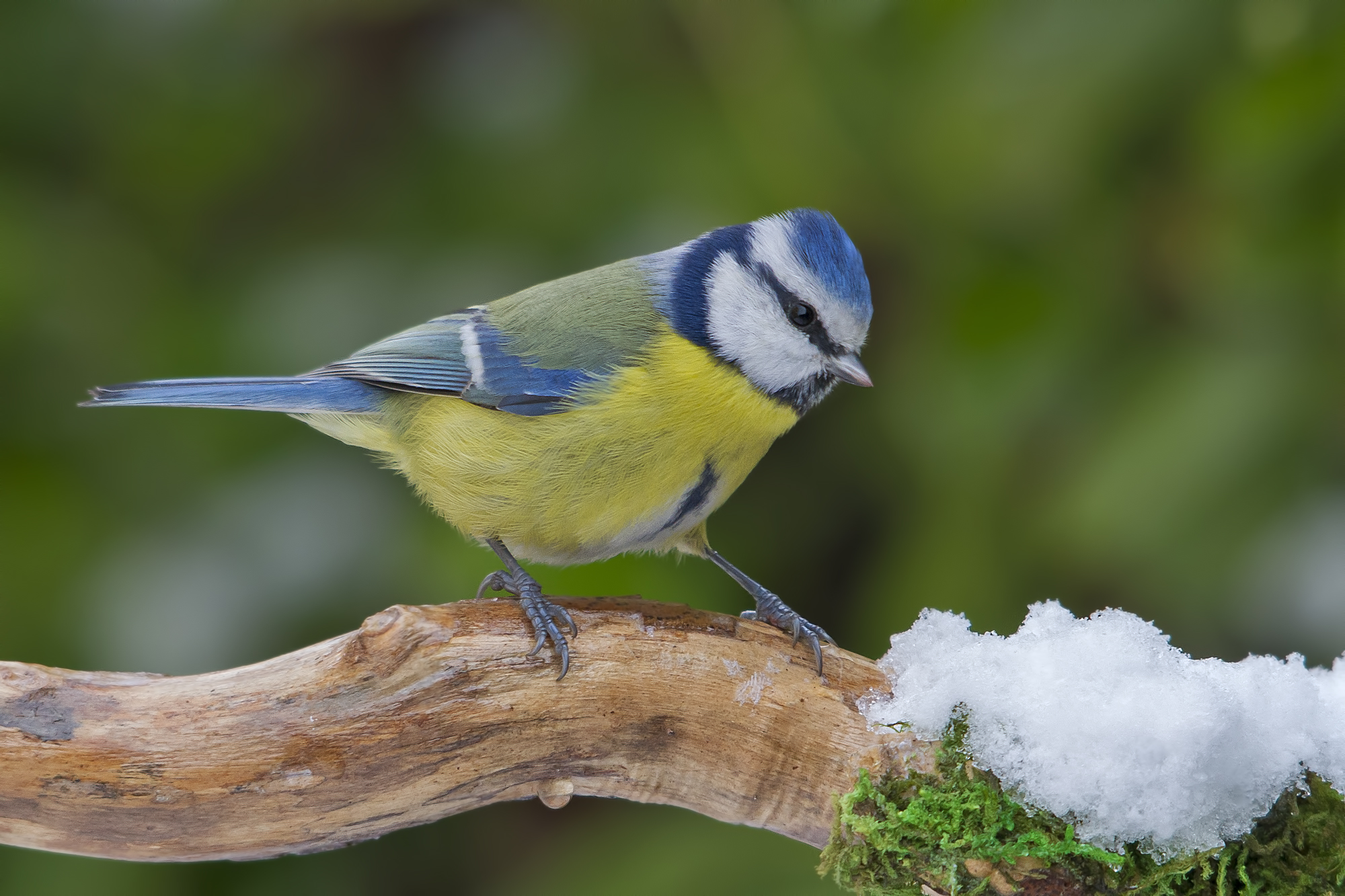 Blue tit with snow.