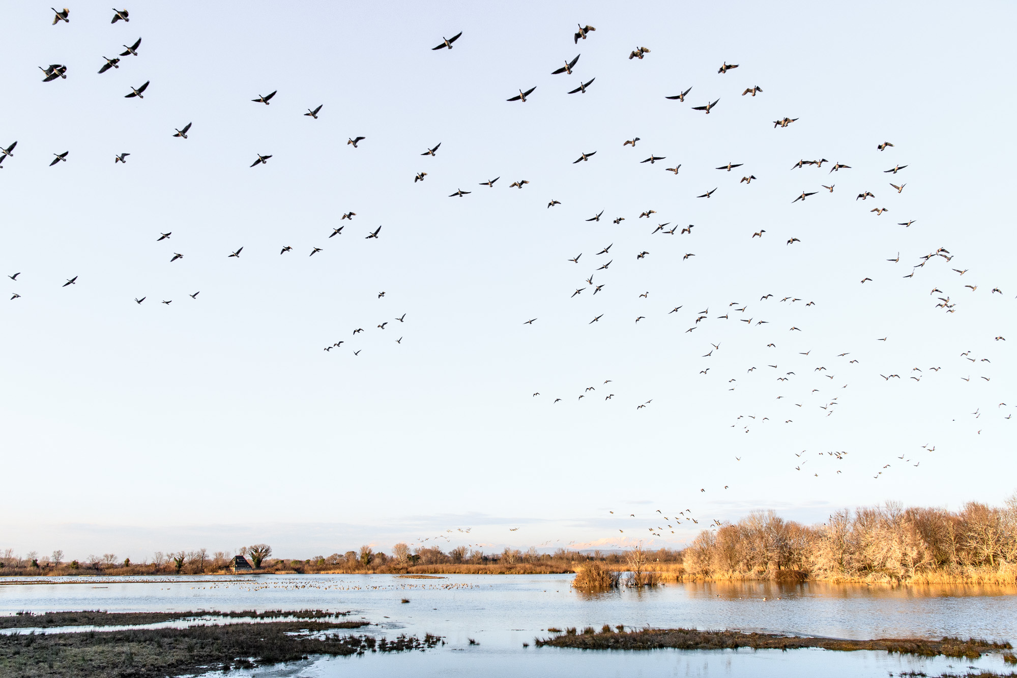 Anser anser / Anser albifrons