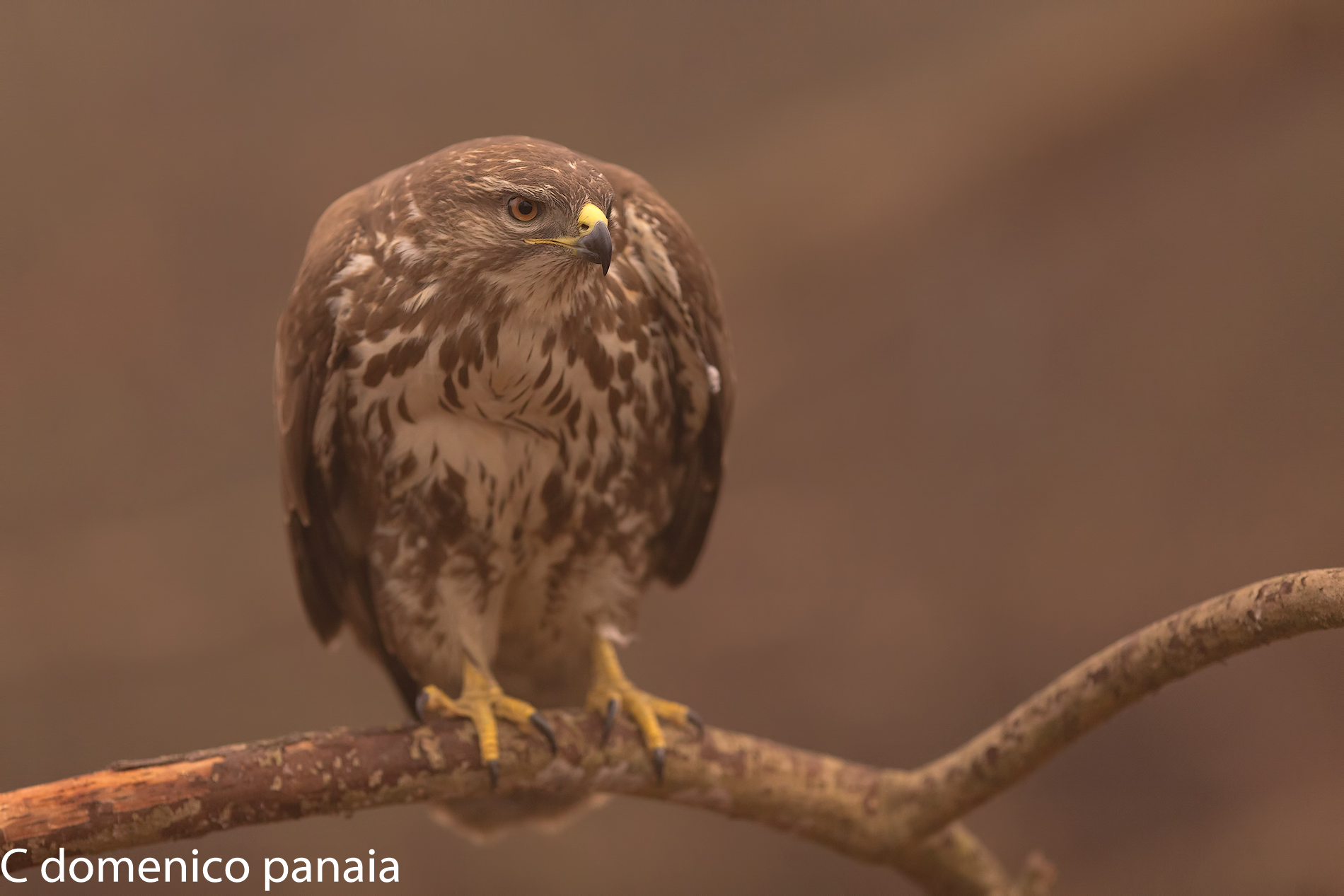 Curious Buzzard