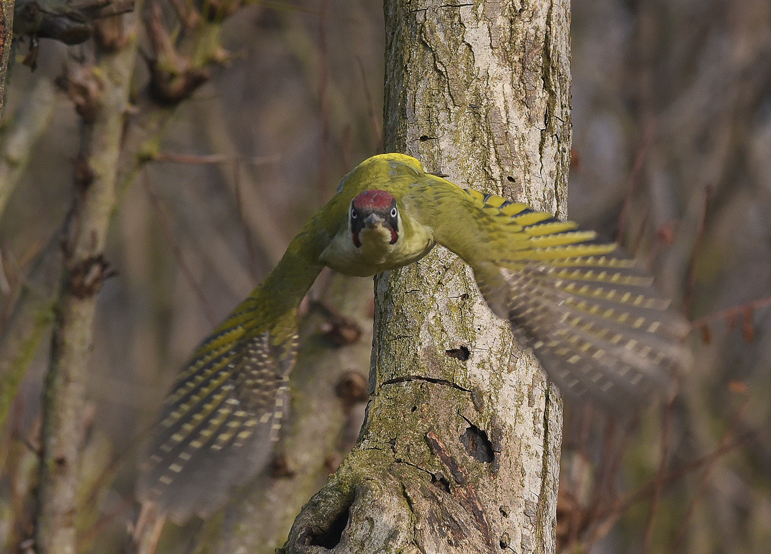 The green Arrow in Sherwood Forest