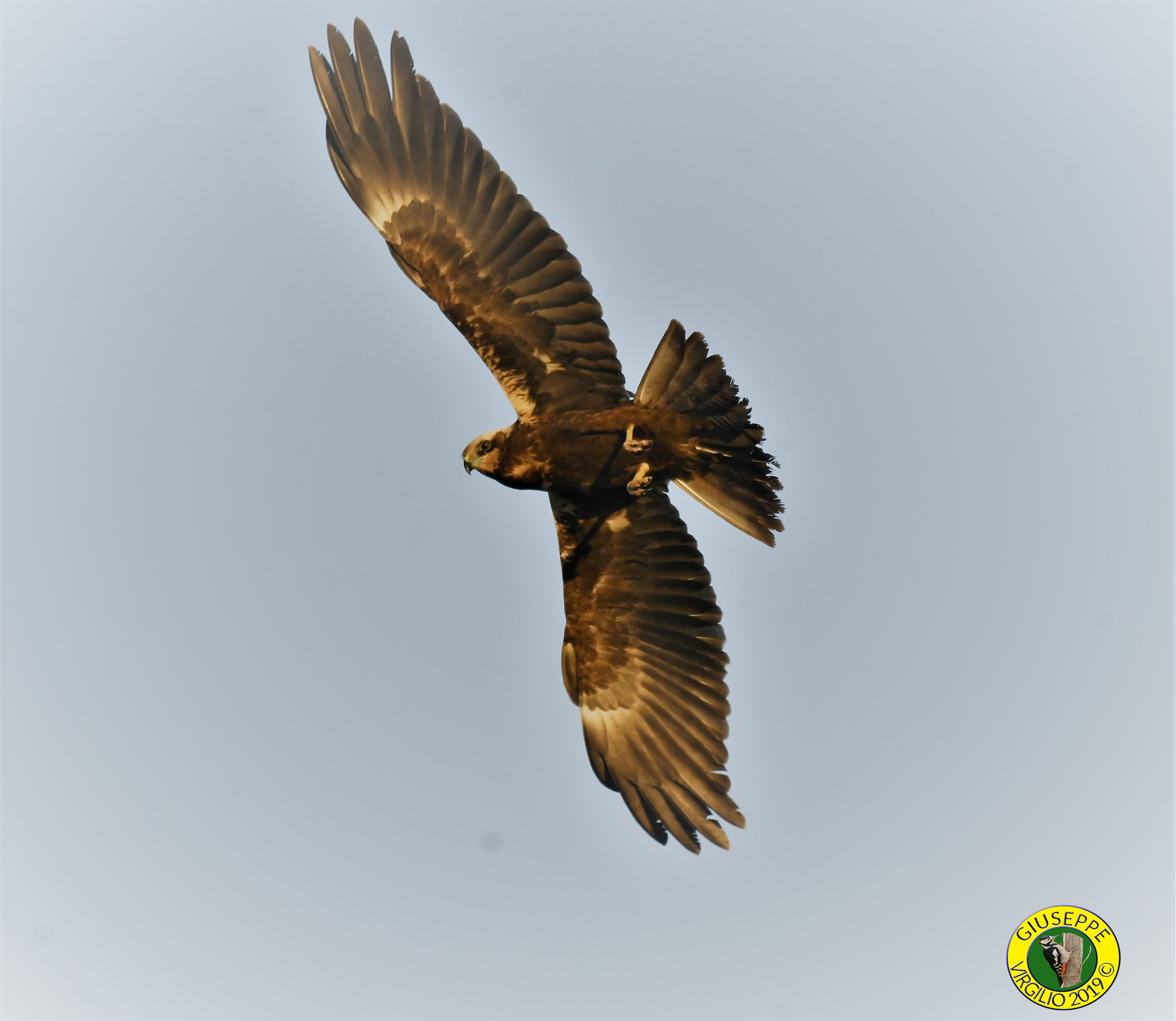 Falco Di Palude - Nord Sardegna -