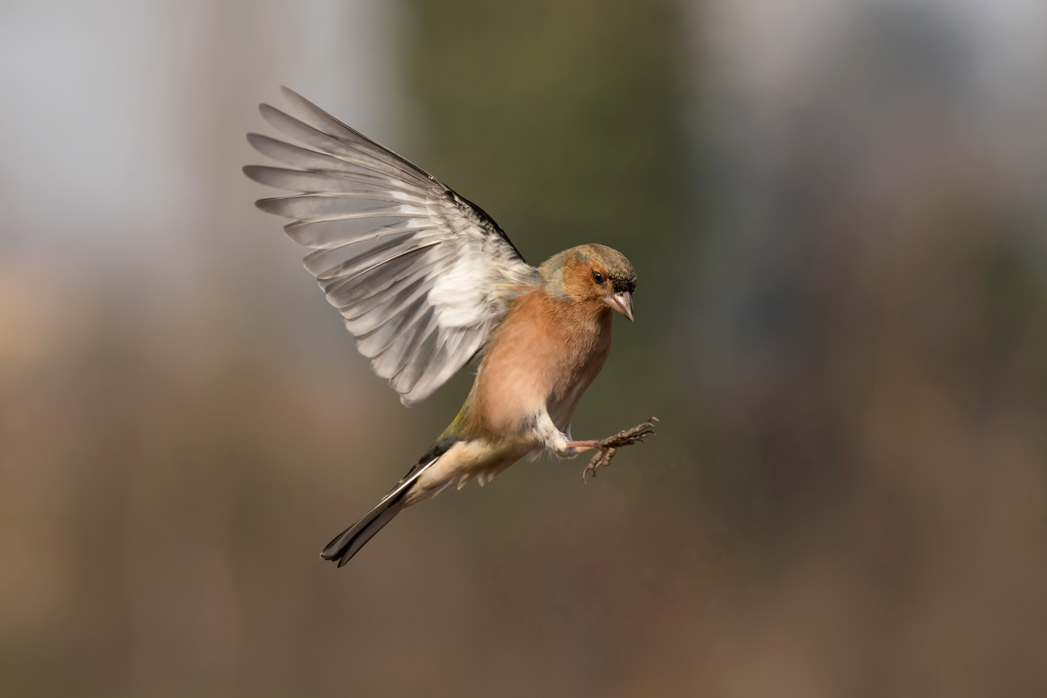 Fringuello in volo...